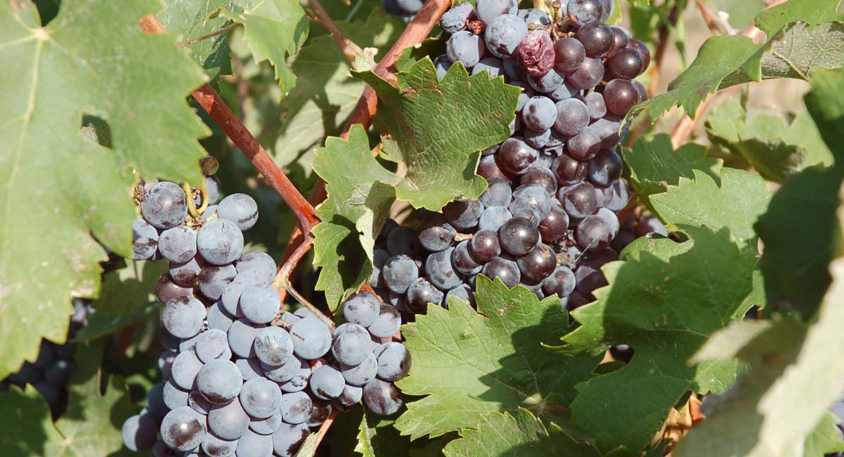 Eumelia Organic Agrotourism Farm Guesthouse