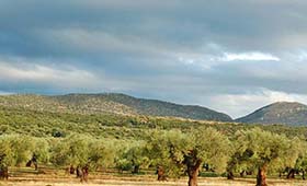 Eumelia Organic Agrotourism (incl. auto)