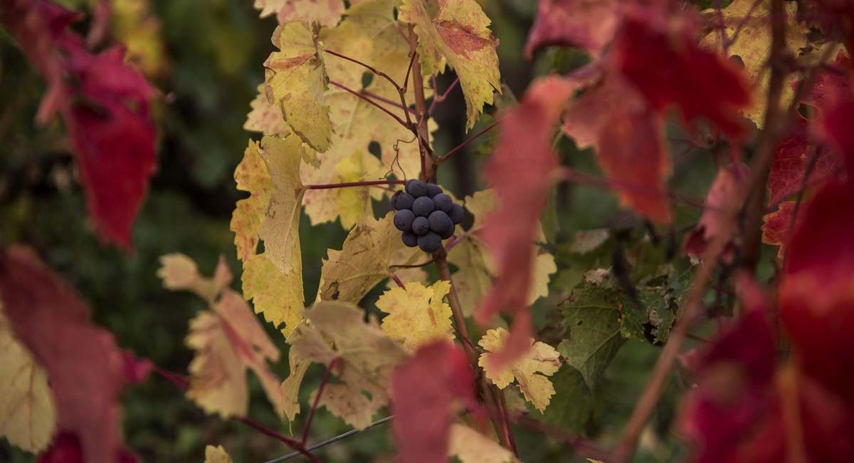 Katogi Averoff Hotel Winery Epirus Metsovo