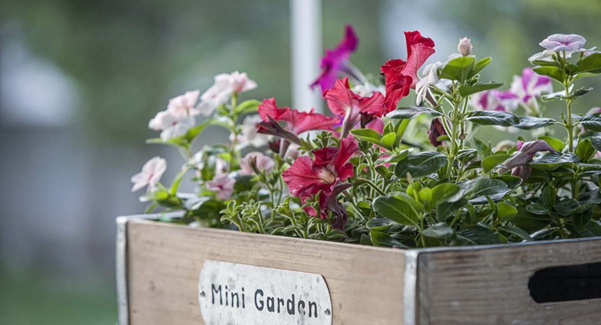 Micra Anglia Boutique Hotel Andros