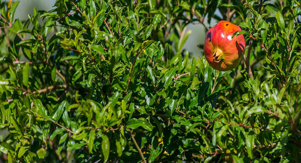 Orizontas Residences Preveza