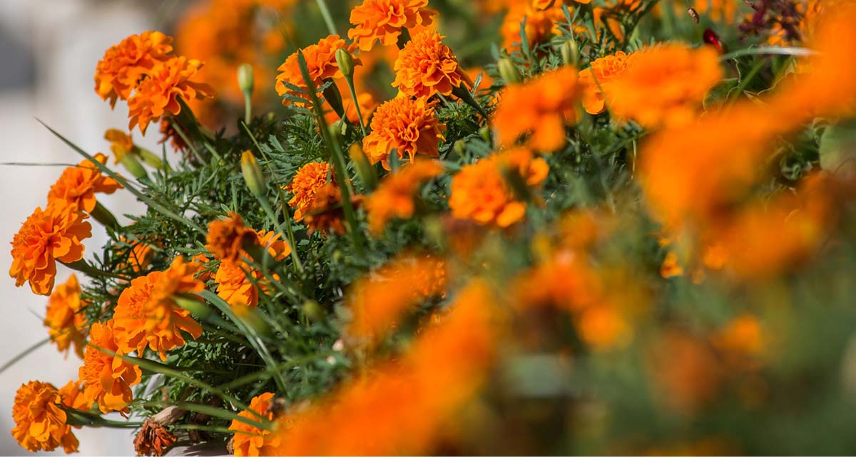 Orizontas Residences Preveza