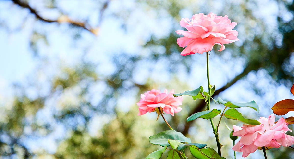 Parga Beach Resort Parga