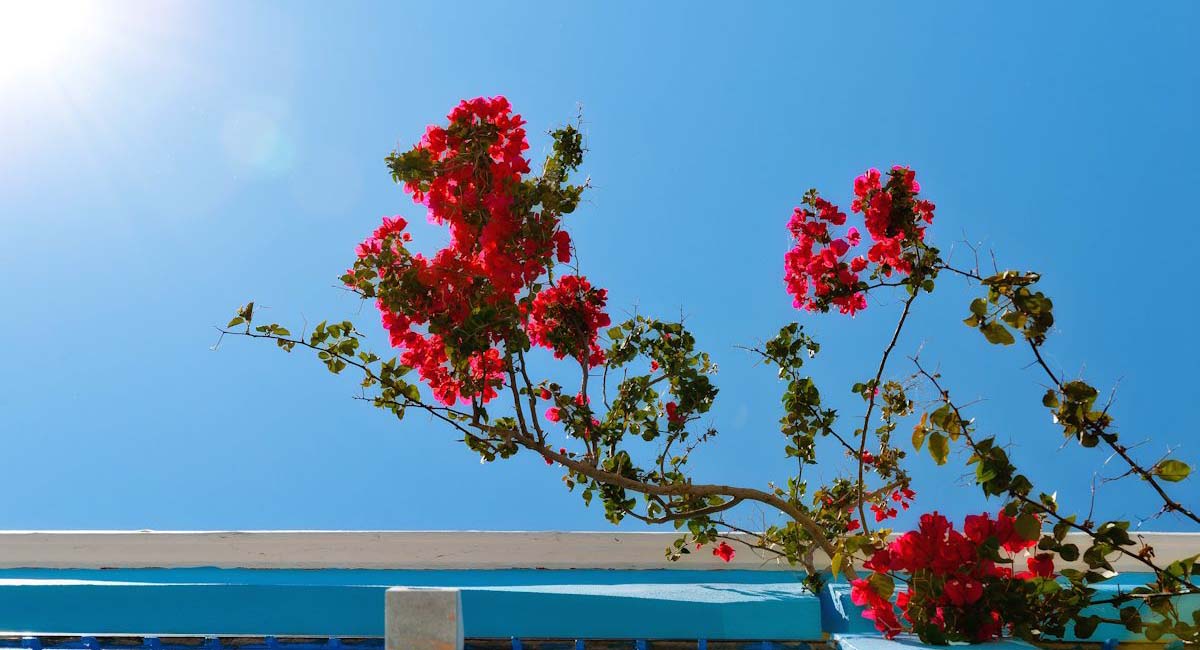 Pedi Beach Hotel Symi