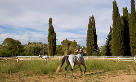 Pelecas Country Club (incl auto)