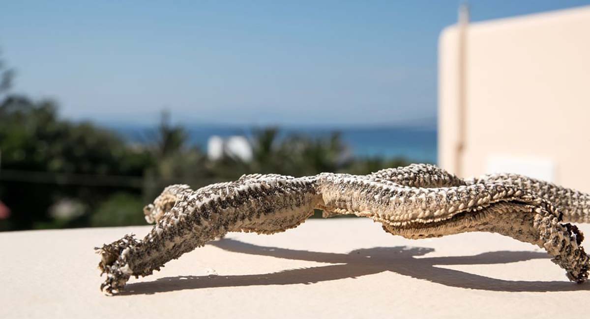 Sole E Mare Traditional Studios