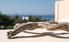 Sole e Mare Traditional Studios (incl. auto)