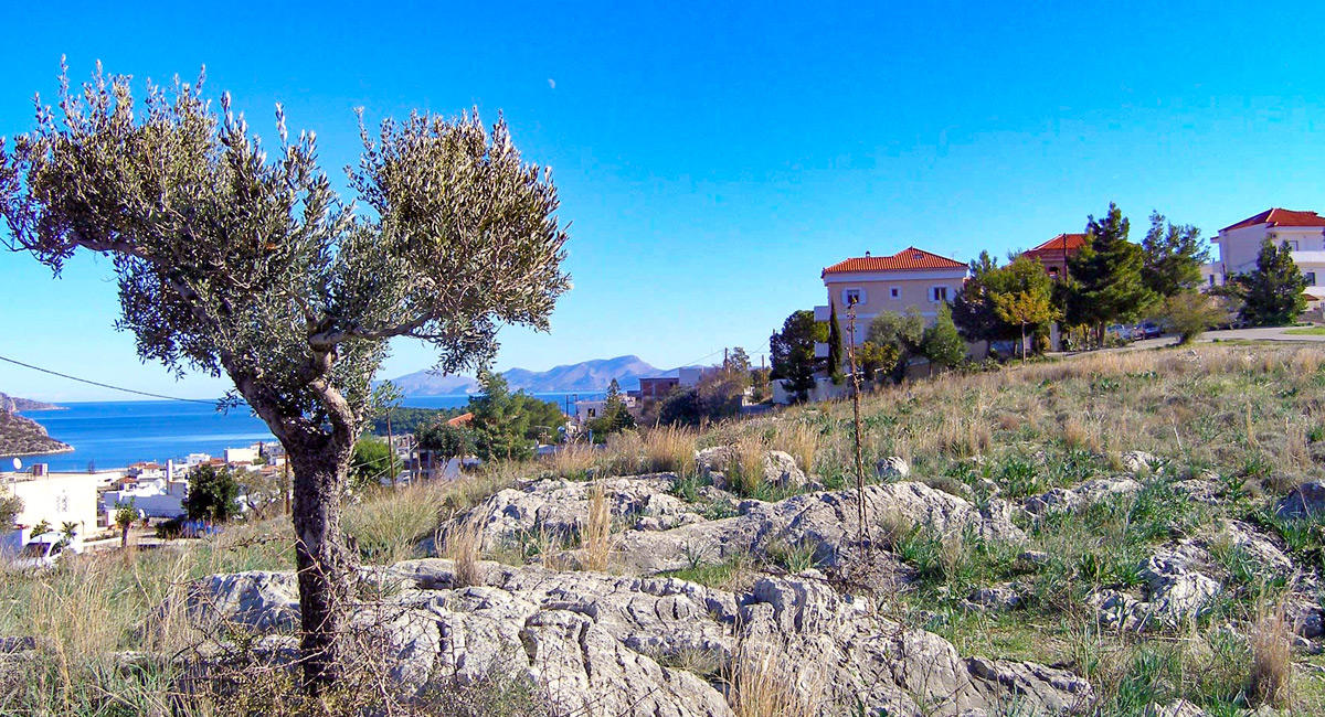 Treehouse Holiday Homes